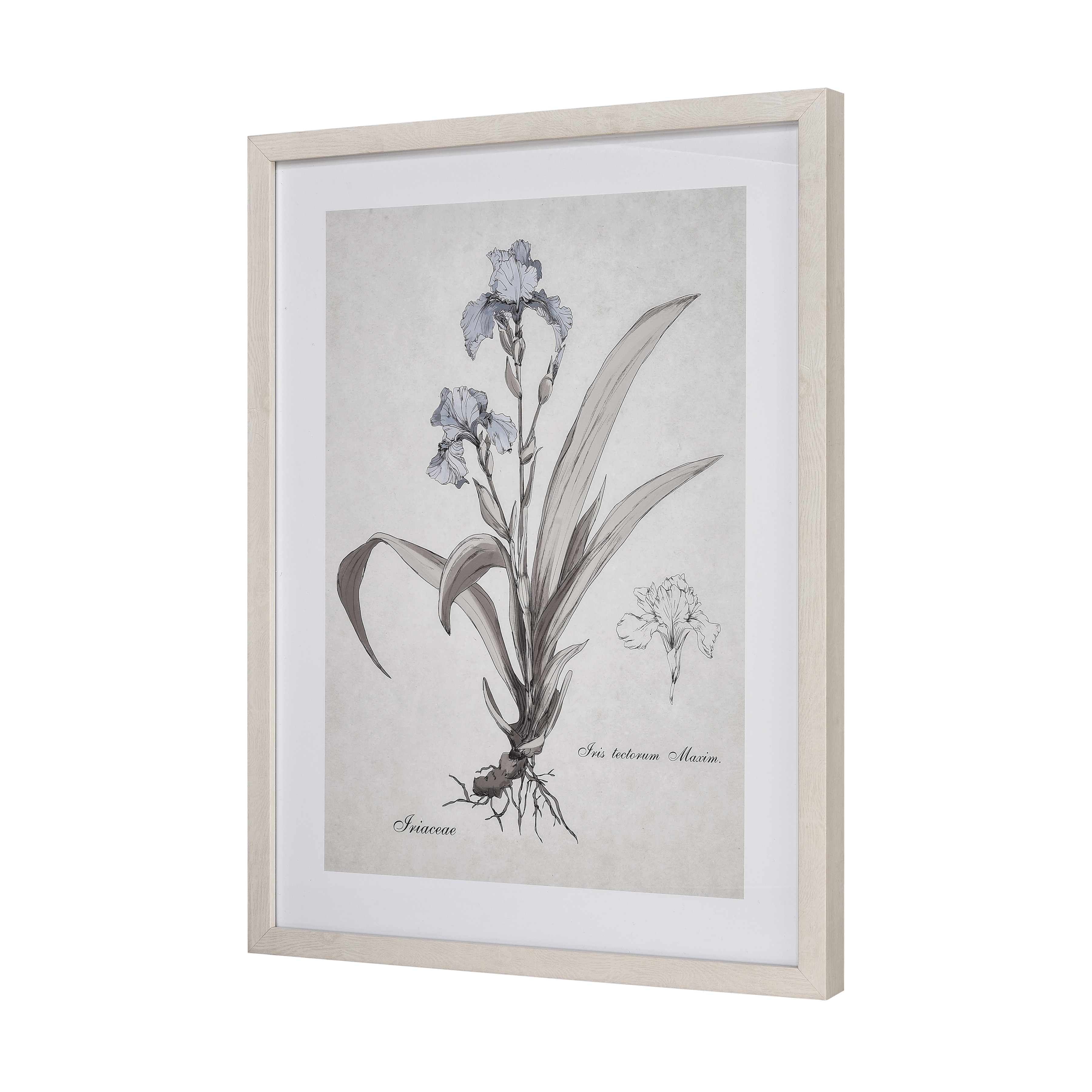 Iris Botanic Framed Wall Art - Image 1