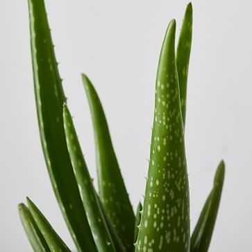 Aloe Vera Plant in 4" Grower Pot - Image 1