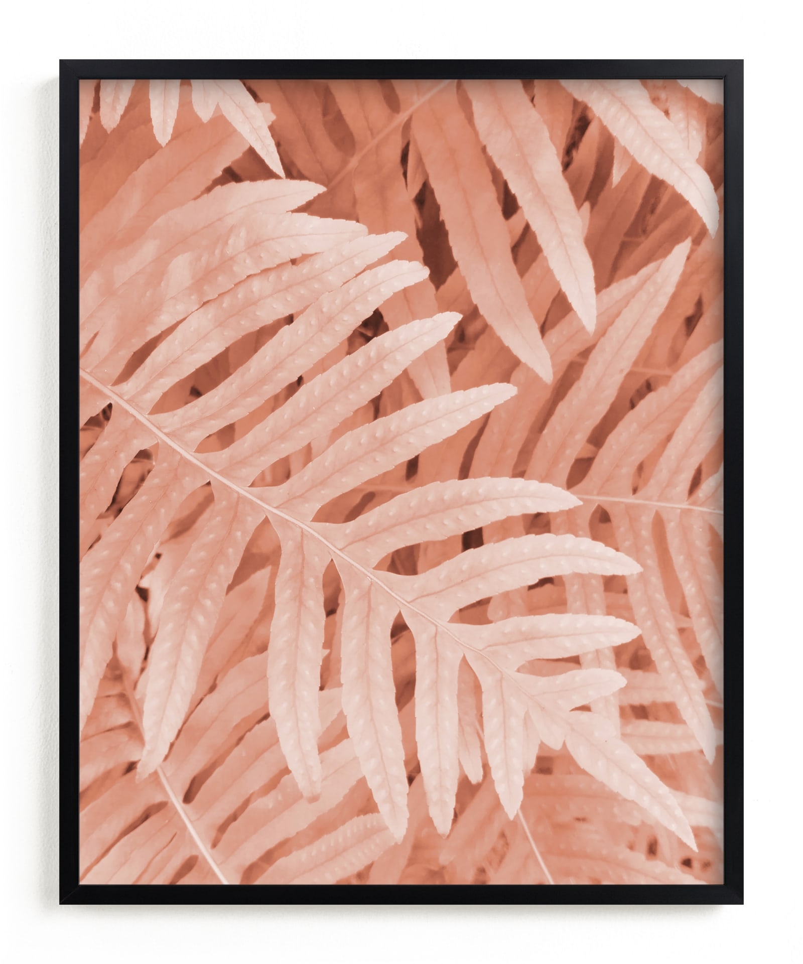Pink Ferns Limited Edition Fine Art Print 2 - Image 0