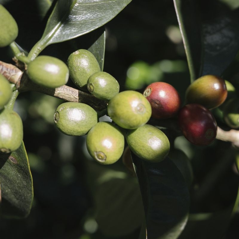 Metric Coffee En Masse Blend - Image 8