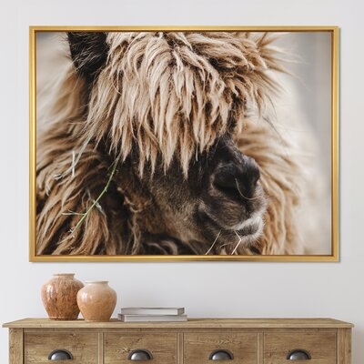 Portrait Of Fluffy Curly Alpaca - Farmhouse Canvas Wall Art Print - Image 0