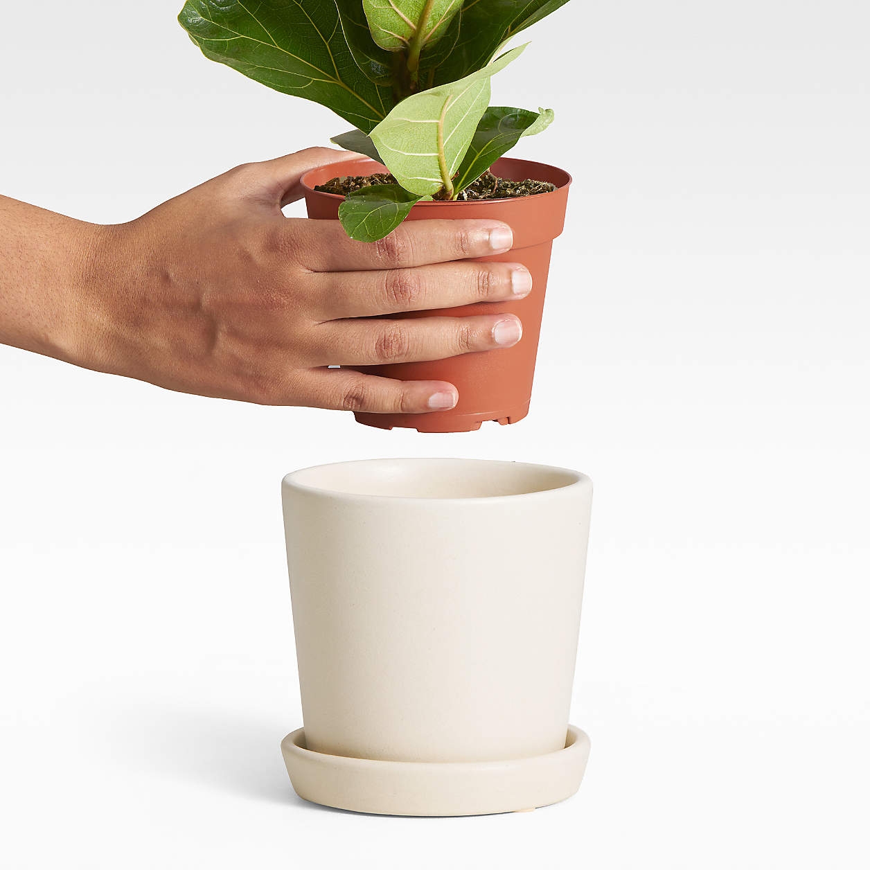 Live Fiddle Leaf Fig Plant in Bryant Planter by The Sill - Image 2