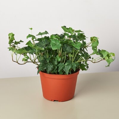 English Ivy 'Green California' - 6" Pot - Image 0