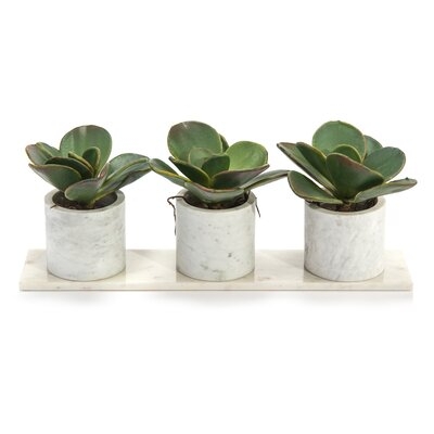 Succulent Plant in Pot - Image 0