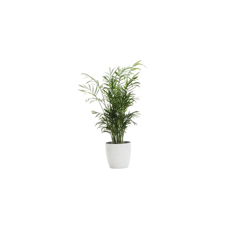 Thorsen's Greenhouse Live Neanthe Bella Palm Plant in Classic Pot - Image 0