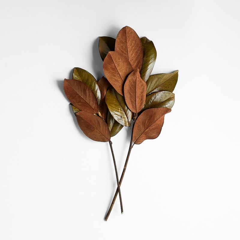 Dried Magnolia Leaf Bunch - Image 1