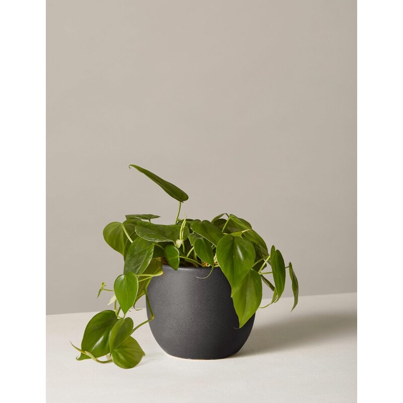 The Sill Live Philodendron Plant in Pot Size: 12" H x 5" W x 5" D, Base Color: Black - Image 0