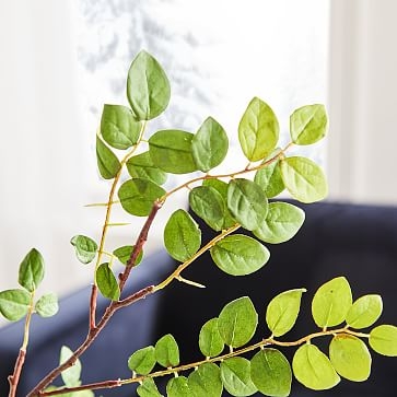 Bean Leaf Branch - Image 1