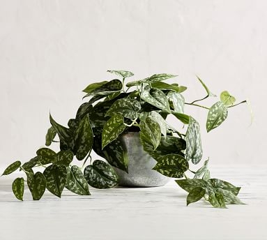 Faux Trailing Silver Philodendron Houseplant - Image 3