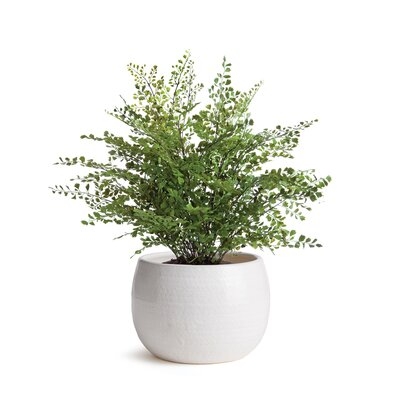Aylor White Ceramic Outdoor Pot Planter - Image 0