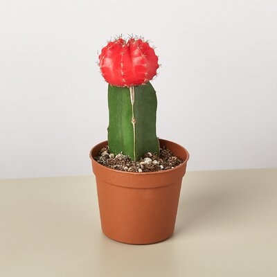 Graft Cactus Succulent 'Red' - 3" Pot - Image 0