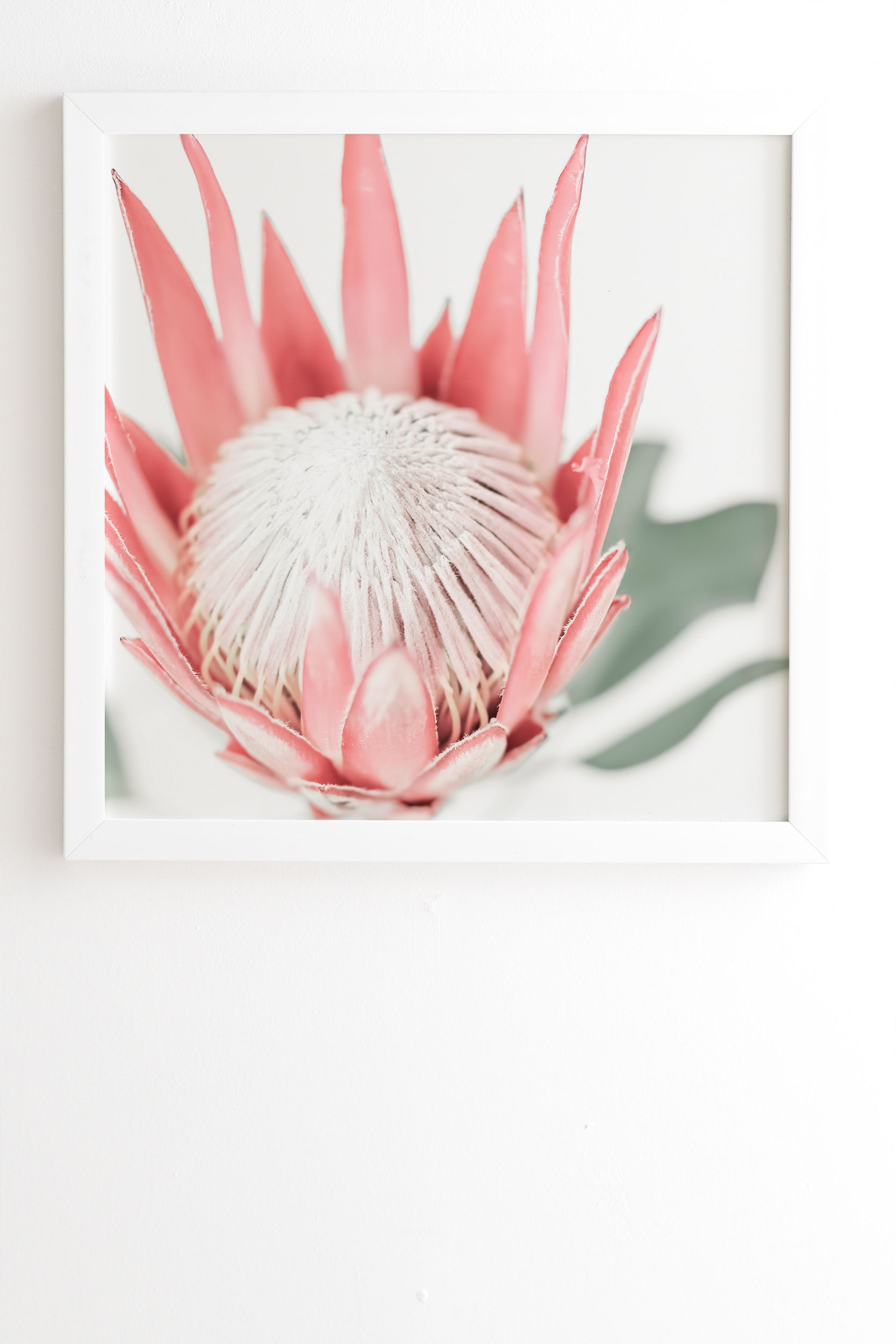 King Protea Flower Iii by Ingrid Beddoes - Framed Wall Art Basic White 8" x 9.5" - Image 1