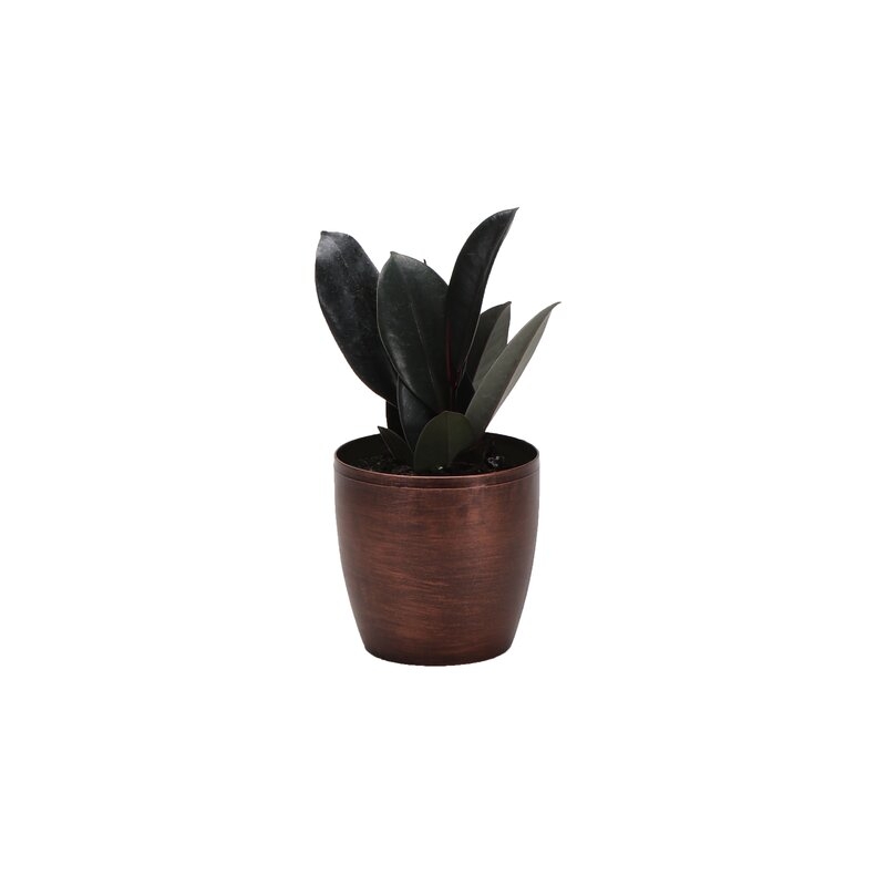 Thorsen's Greenhouse Live Burgundy Rubber Plant in Classic Pot - Image 0