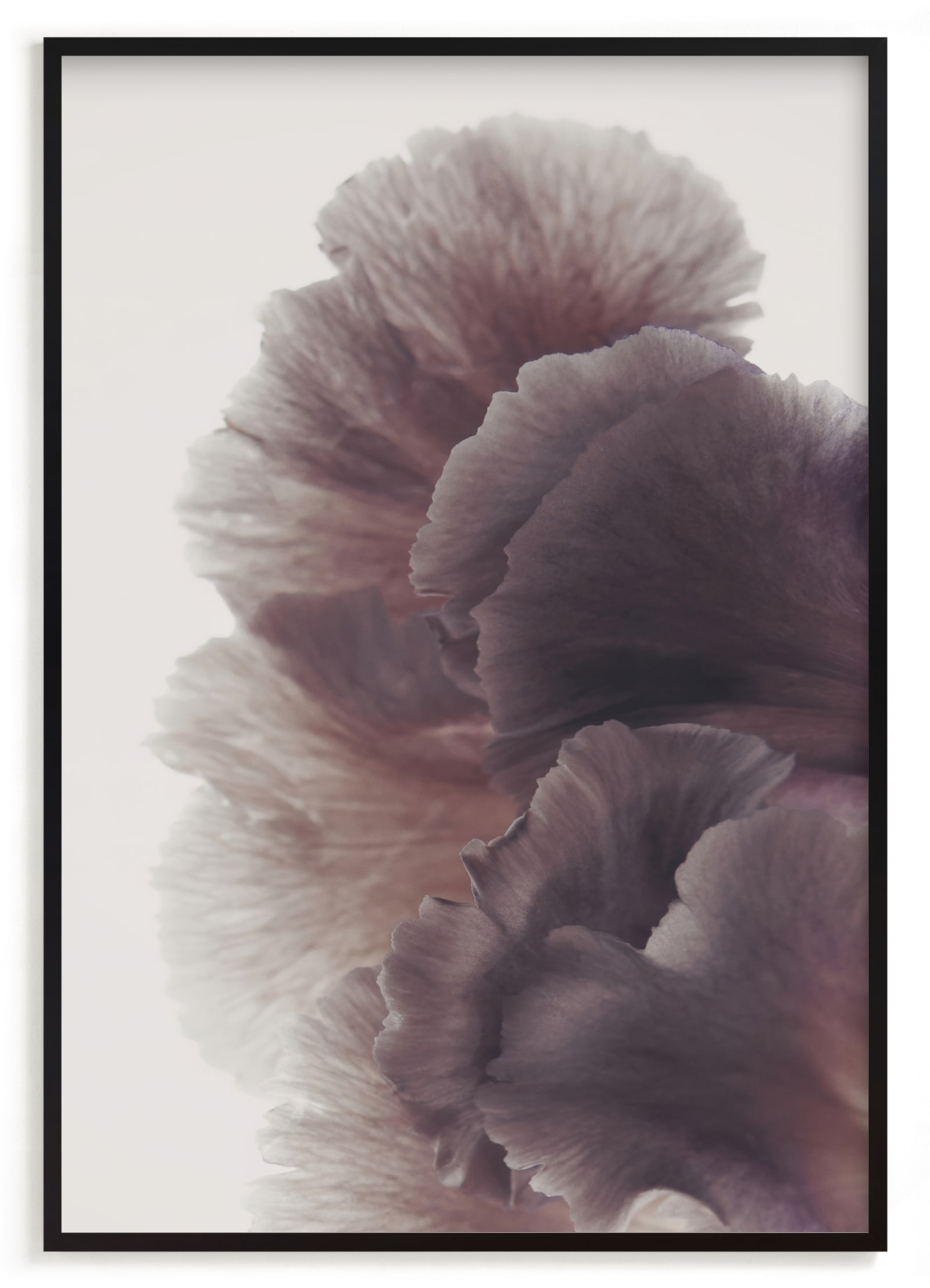 Ruffled Limited Edition Fine Art Print 2 - Image 0