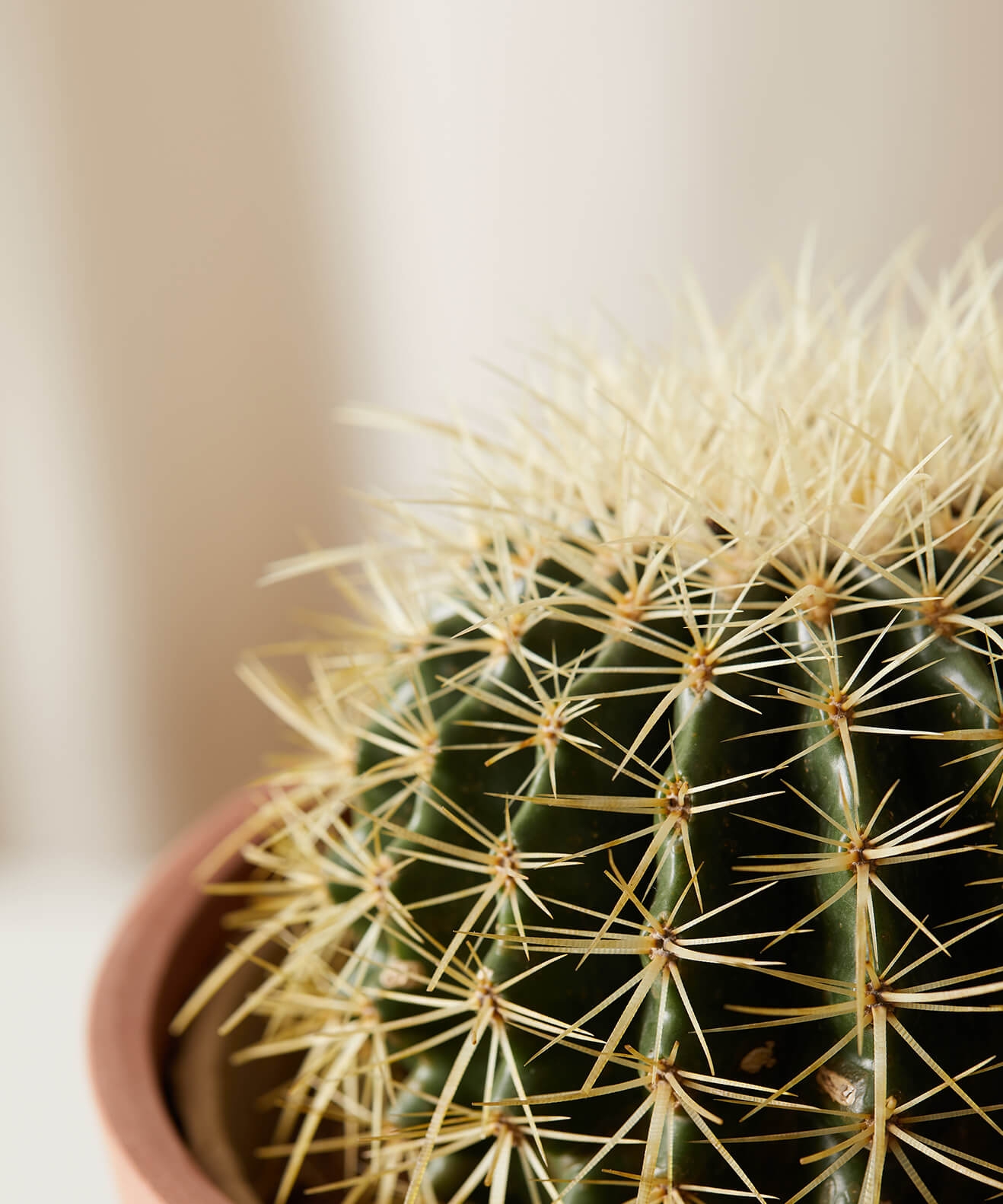 Golden Barrel Cactus -  Clay - Image 1