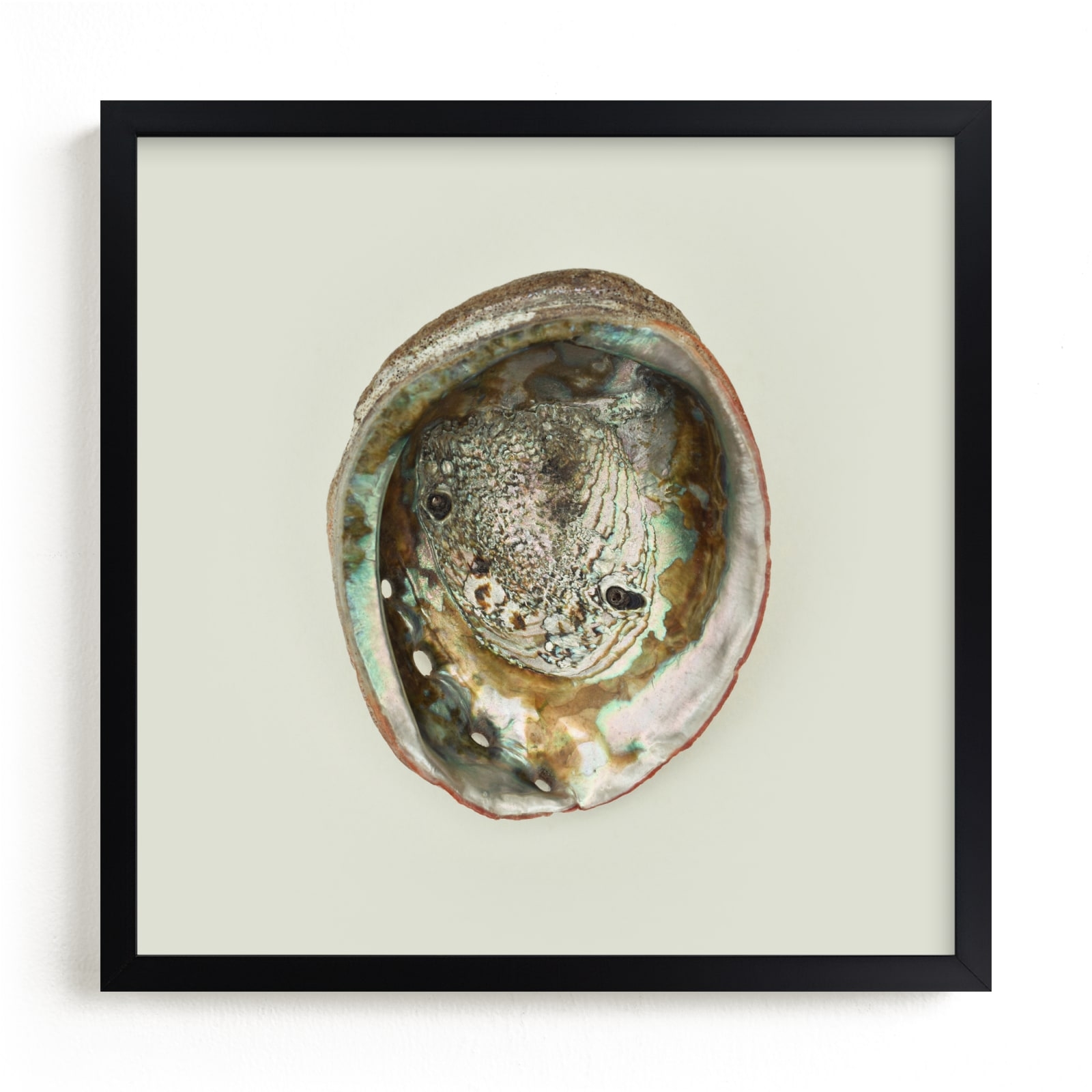 Abalone Shell Limited Edition Fine Art Print 2 - Image 0