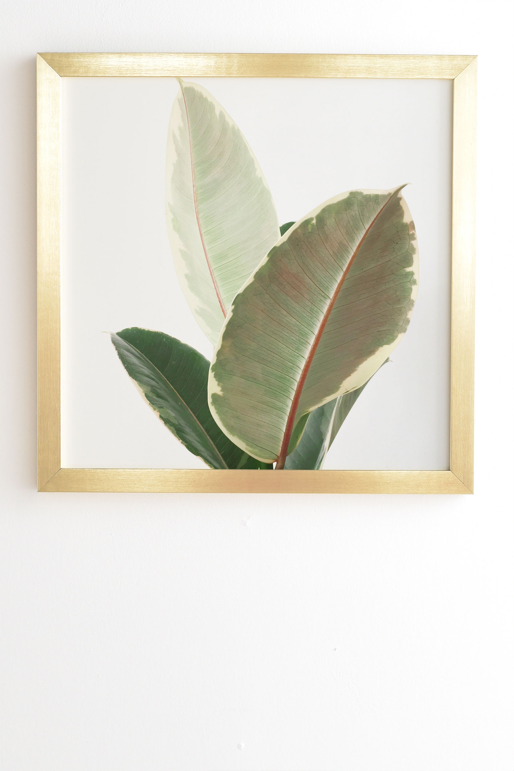 Ficus Tineke by Cassia Beck - Framed Wall Art Basic Gold 19" x 22.4" - Image 1