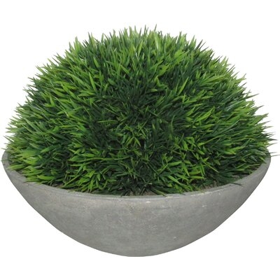 Cedar Topiary in Pot - Image 0