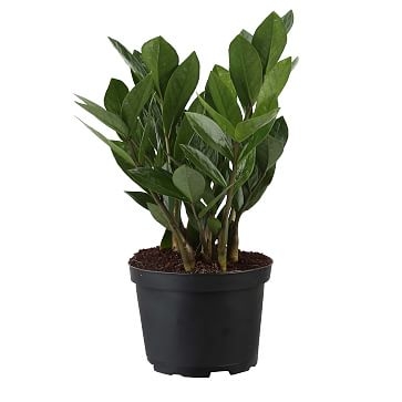 Live ZZ Plant in 6" Grower Pot - Image 1