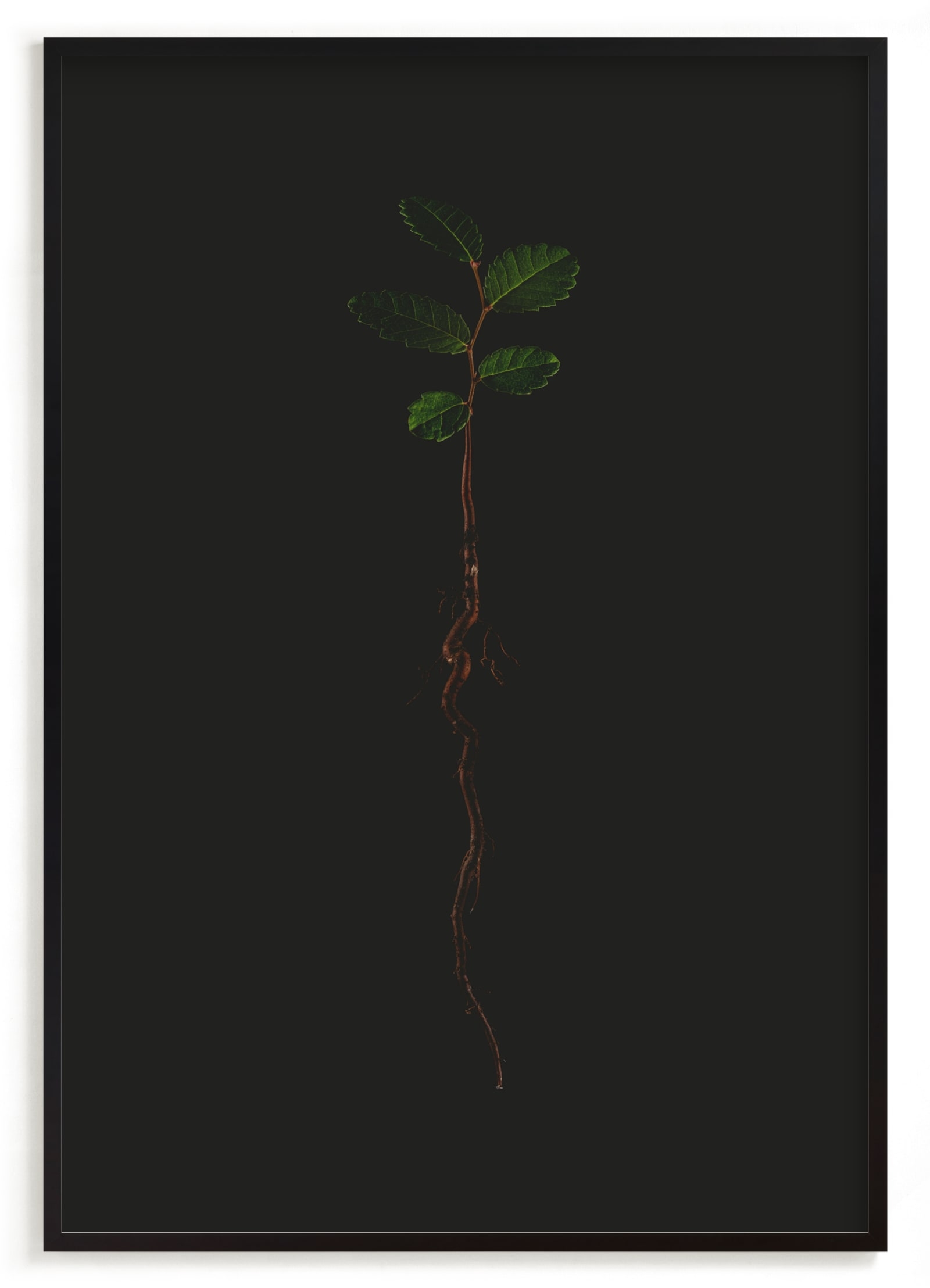 Seedling Elm II Limited Edition Fine Art Print 2 - Image 0