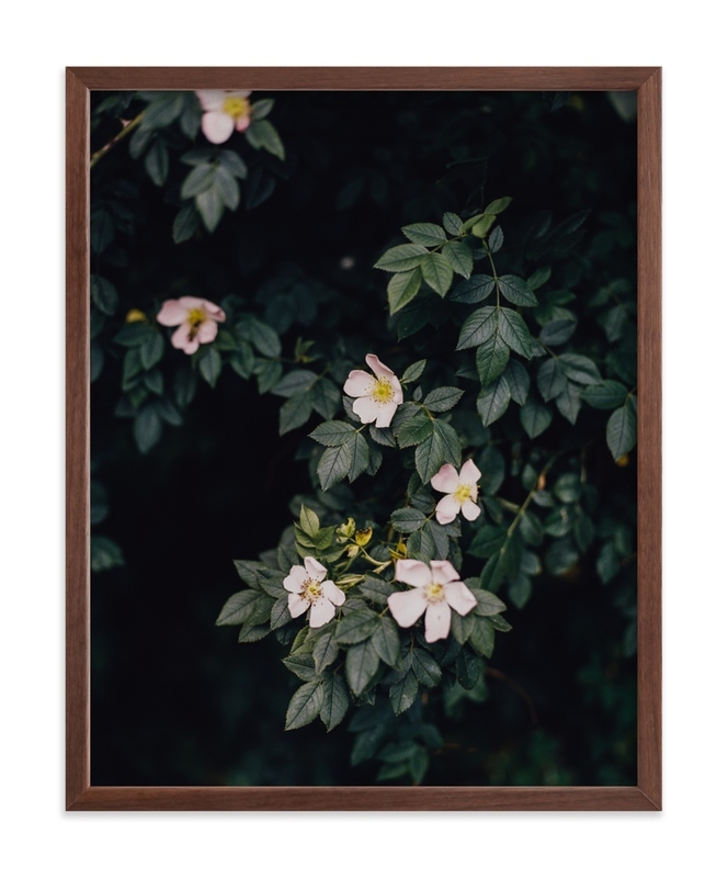 Moody White Roses Limited Edition Fine Art Print 1 - Image 0