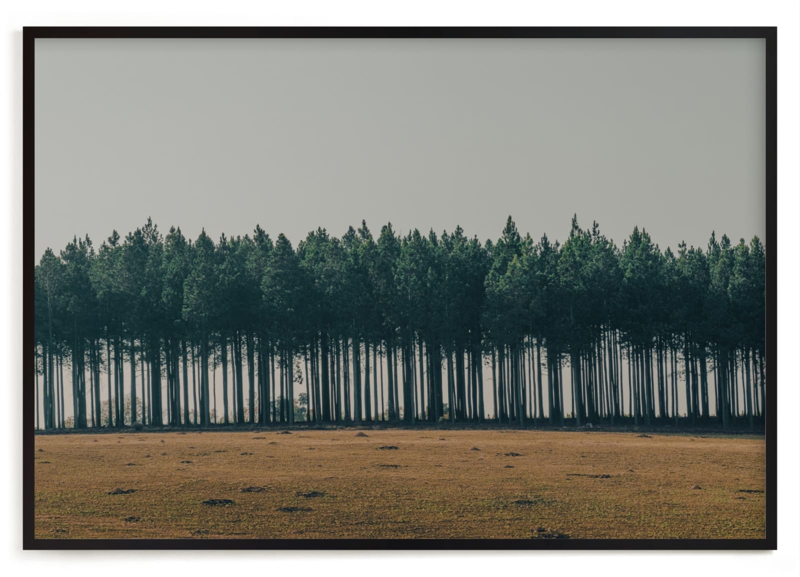 Moody Trees Limited Edition Fine Art Print 2 - Image 0