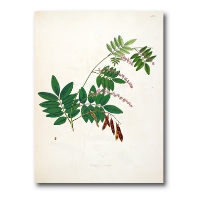 Vintage Botanicals XI - Farmhouse Canvas Wall Art Print - Image 0