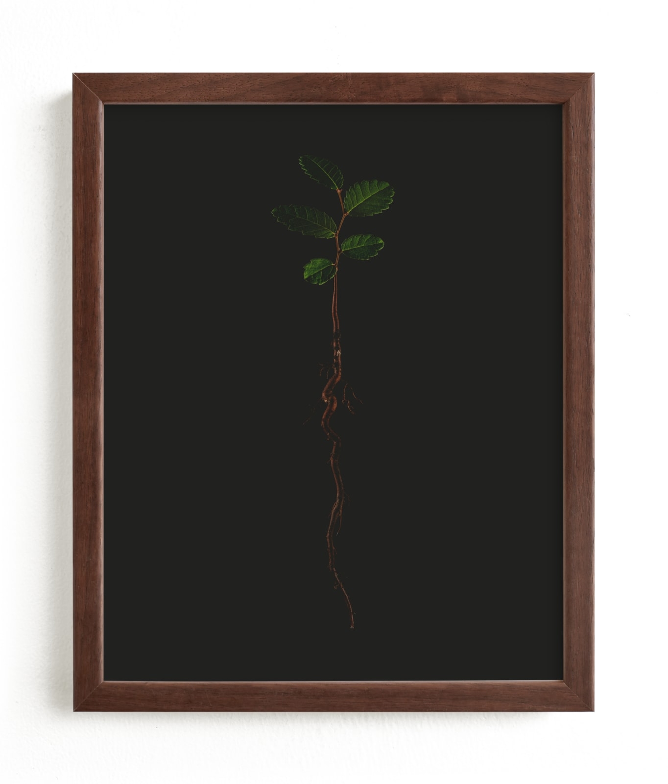 Seedling Elm II Limited Edition Fine Art Print 2 - Image 0