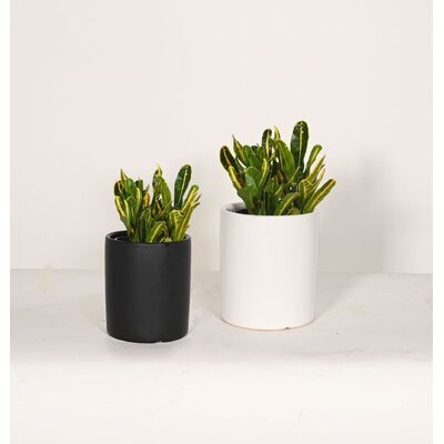Live Plant Croton With 5" And 6'' Ceramic Planter Pots - Image 0