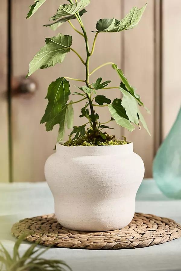 Round Shoulder Ceramic Jar Planter - Image 0