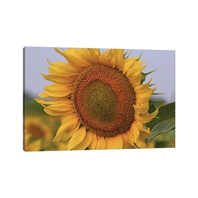 Kansas Sunflower Against The Blue Sky by - Wrapped Canvas - Image 0