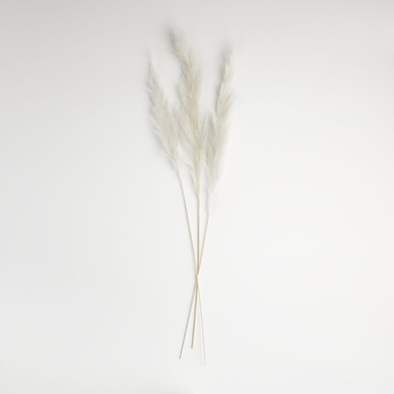 Bleached Grass Plume Dried Botanicals - Image 2