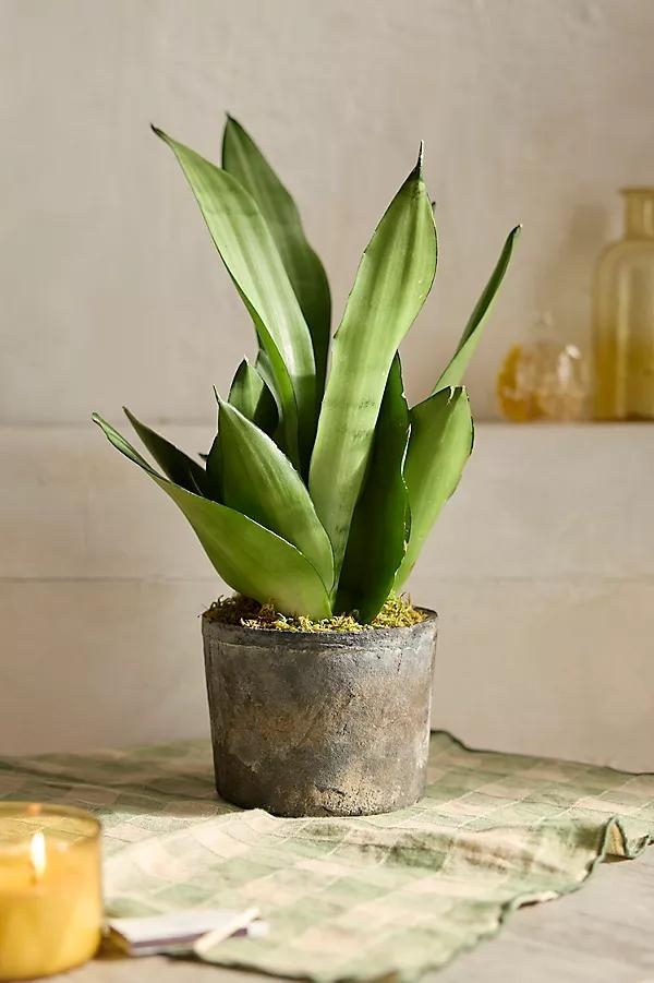 Moonshine Snake Plant - Image 0