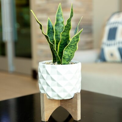 5" Artificial Snake Plant in Planter - Image 0