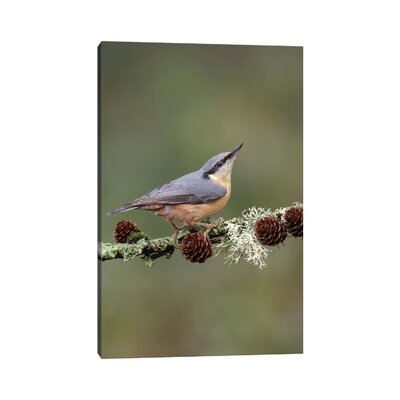 Nuthatch on Larch Cones by Dean Mason - Wrapped Canvas Photograph Print - Image 0