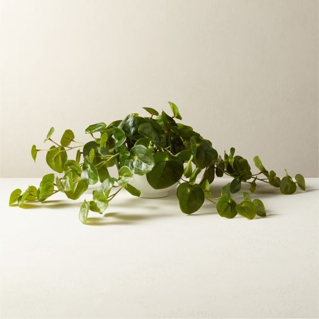 Potted Coin Plant 8" - Image 0