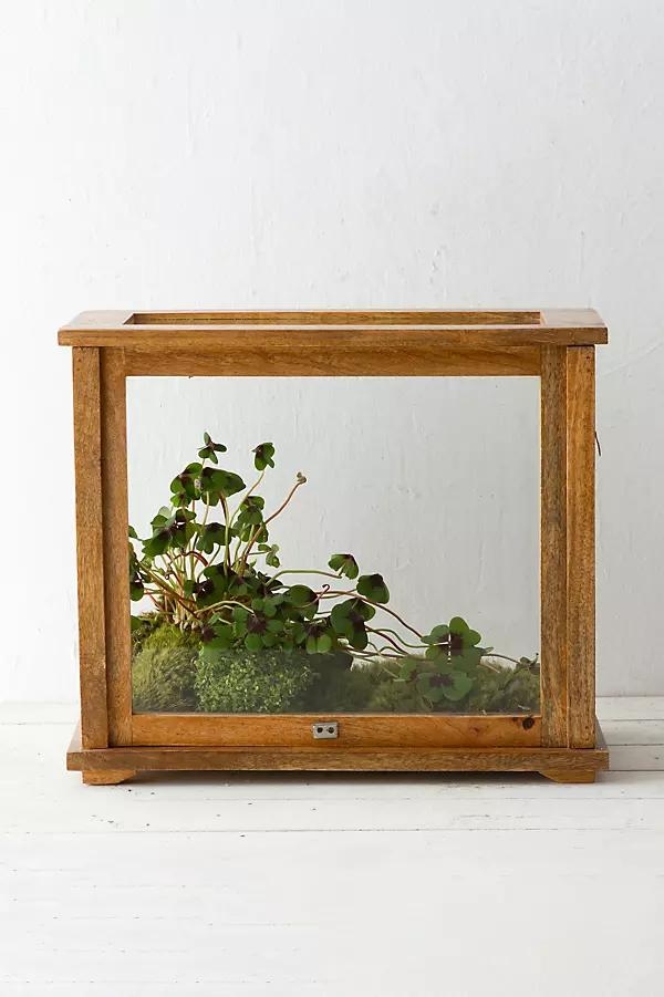 Specimen Case Terrarium - Image 0