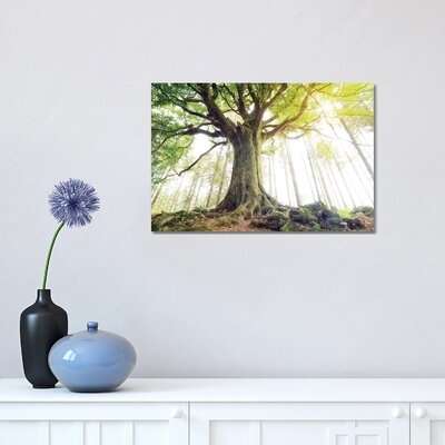 Lighting Beech Tree by Philippe Manguin - Wrapped Canvas Photograph Print - Image 0