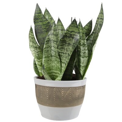 12'' Live Foliage Snake Plant in Planter - Image 0