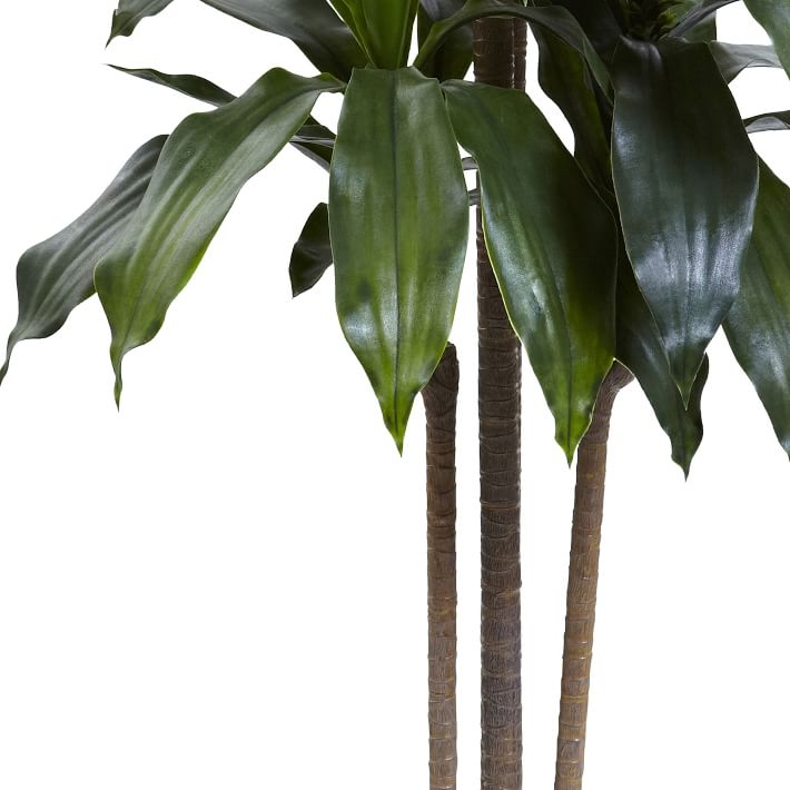 Dracaena Plant UV Resistent, 5 feet - Image 1