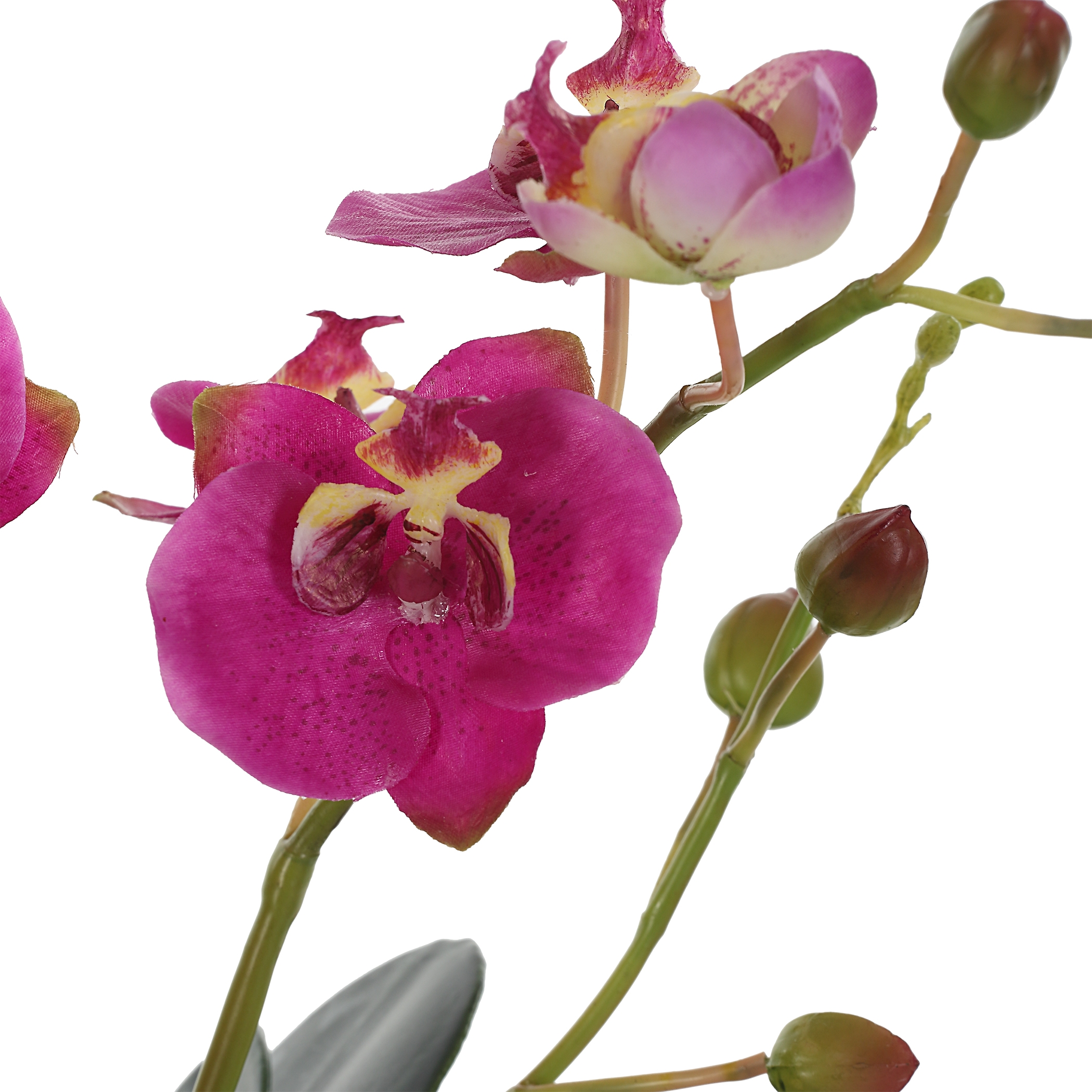 Glory Fuchsia Orchid - Image 4