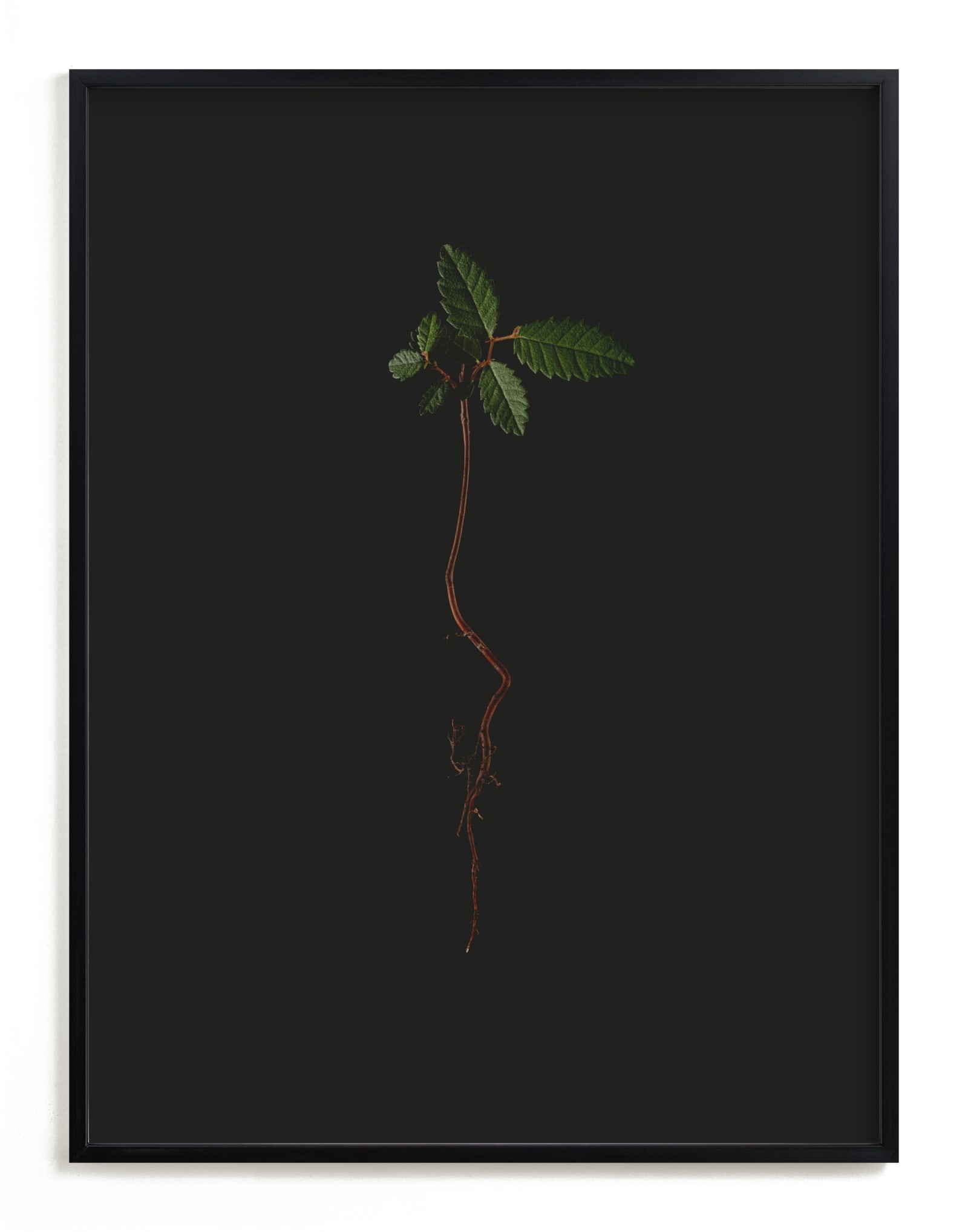 Seedling Elm I Limited Edition Fine Art Print 2 - Image 0