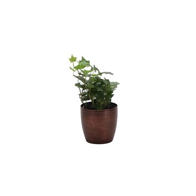 7" Live Ivy Plant in Pot - Image 0