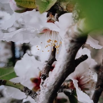 Spring Blossoms by Vitaliy Paykov, 18"x24" - Image 2