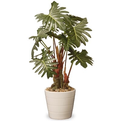 Philodendron Floor Foliage Plant in Pot - Image 0