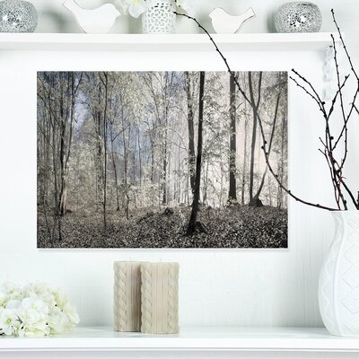 'Dark Morning in Forest Panorama'Photograph - Image 0