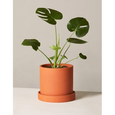20.5'' Live Plant in Pot - Image 0