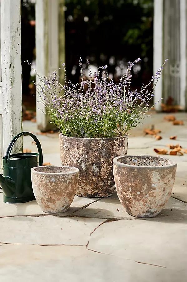 Barnacle Rounded Egg Planter - Image 0
