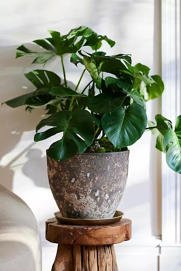 Barnacle Rounded Egg Planter - Image 0
