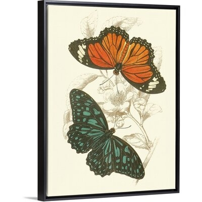 Jardine Butterflies II by Jardine William - Painting Print on Canvas - Image 0